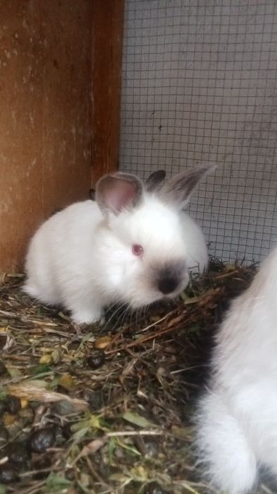 Киёнлар сотилади нархи 200