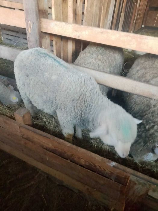 Vând berbecuți din rasa Ile de france părinți cu pedigri