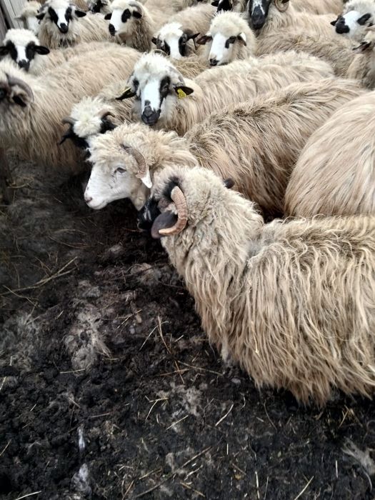 Spre vânzare oi cu miei