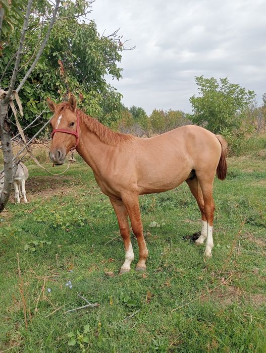 Zotor toy sotiladi qizqala