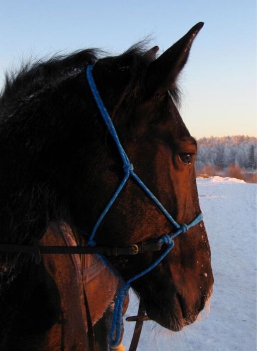 3 жасар байтал