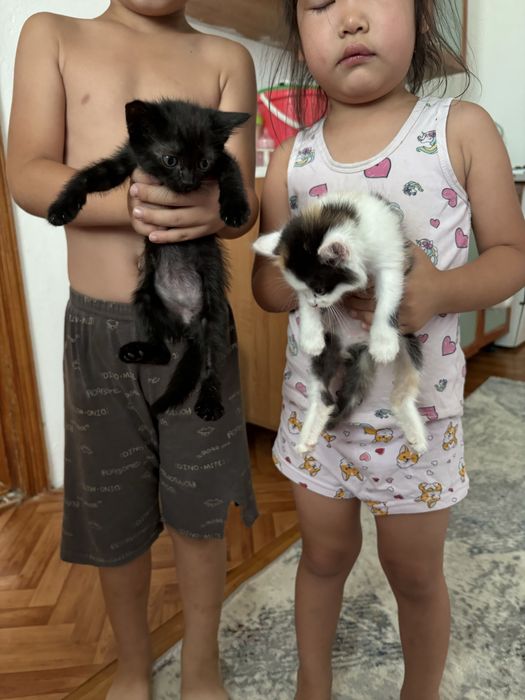 Кошки в добрые руки Две девчоки