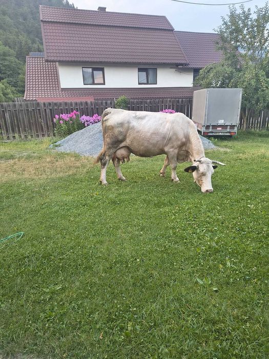 Vaca gestanta de vanzare
