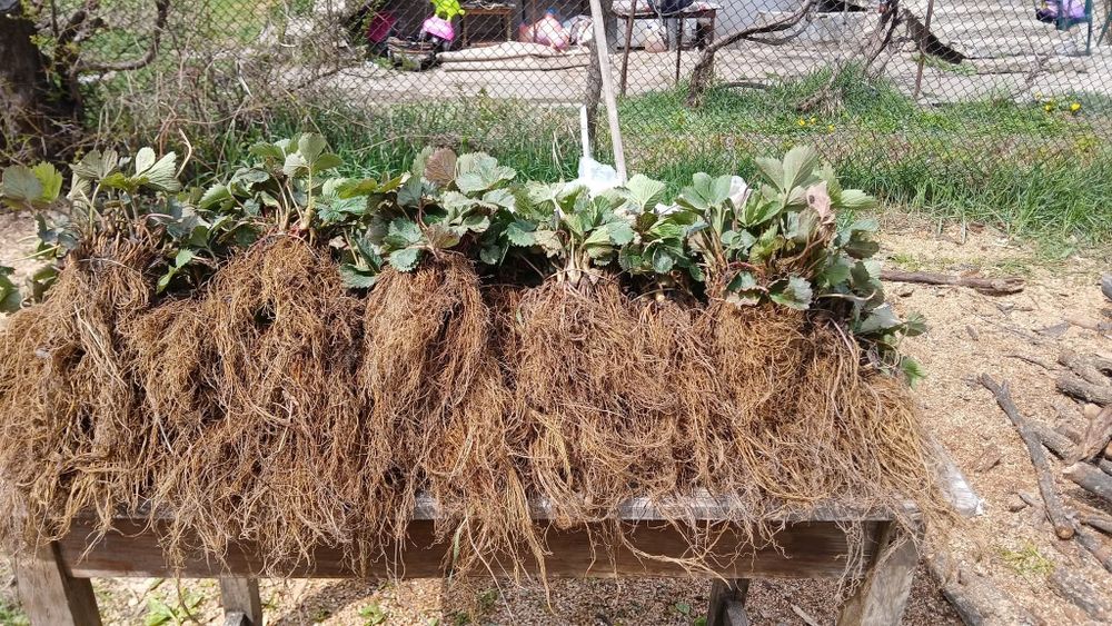 Предлагам страхотен расад ягоди и малини