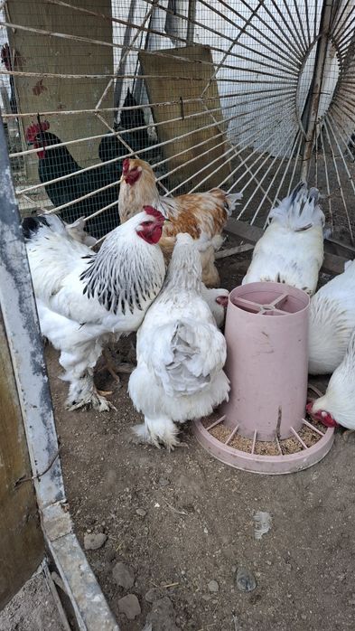 Брама зотли хурозлар сотилади бухоро