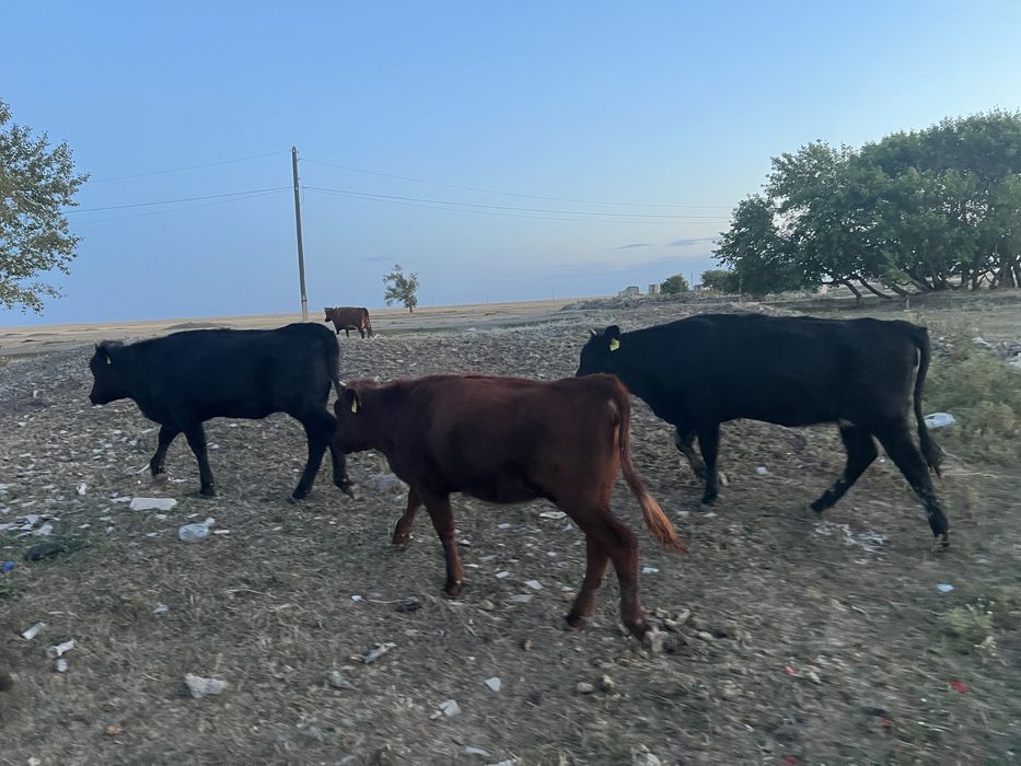 продам 5 голов КРС