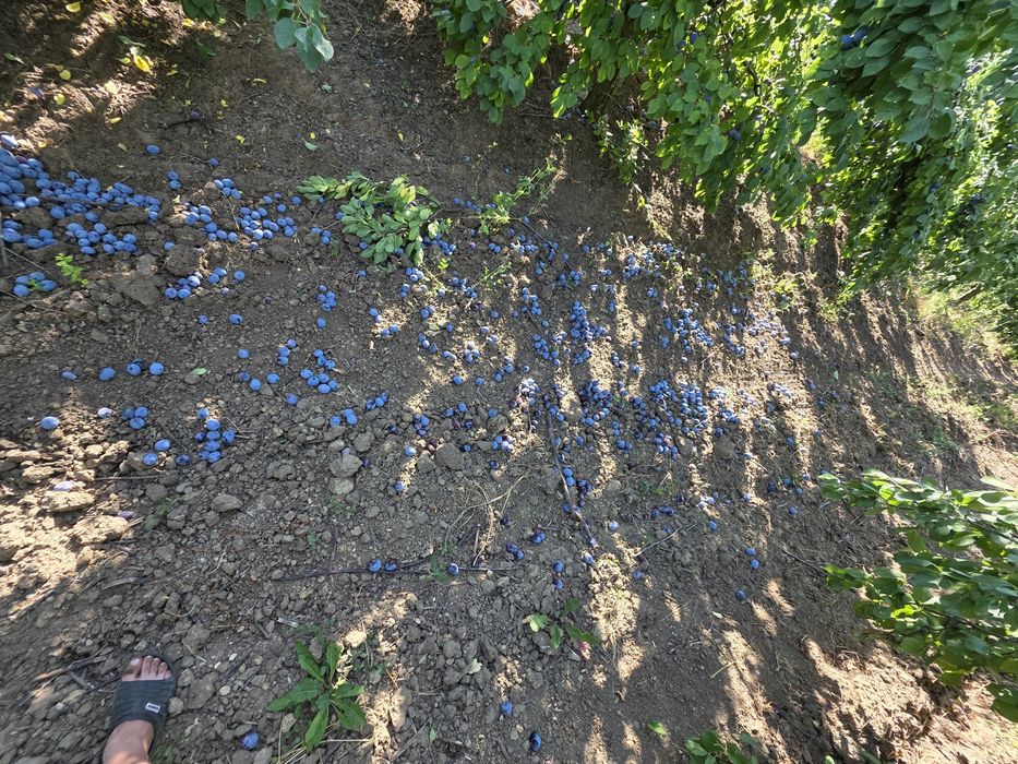 Prune pentru țuică/rachiu/pălincă