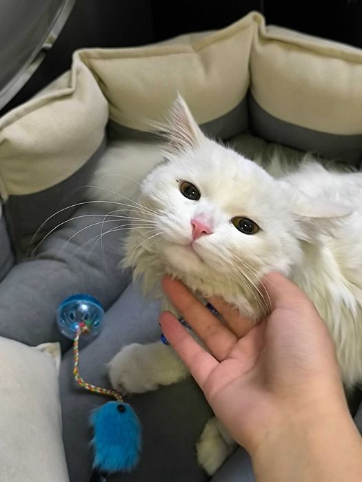 Mushukcha Турецкая ангора