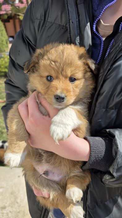 Отдадим щенят в хорошие руки!