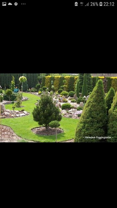 Tuia ,brazi ,mesteacăn .(plante ornamentale)