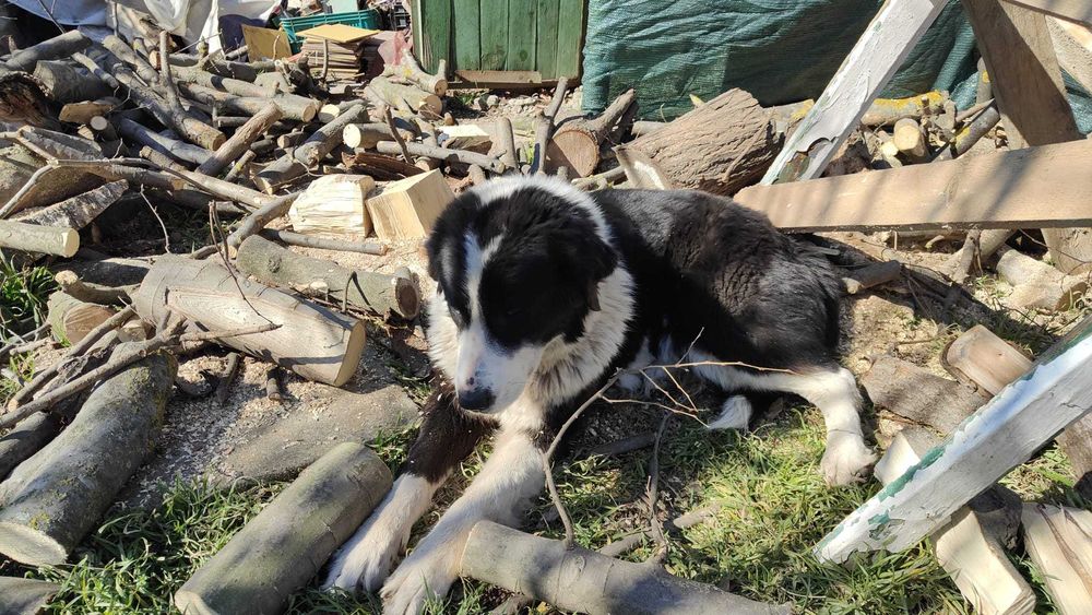 DONEZ pui Ciobanesc De Bucovina