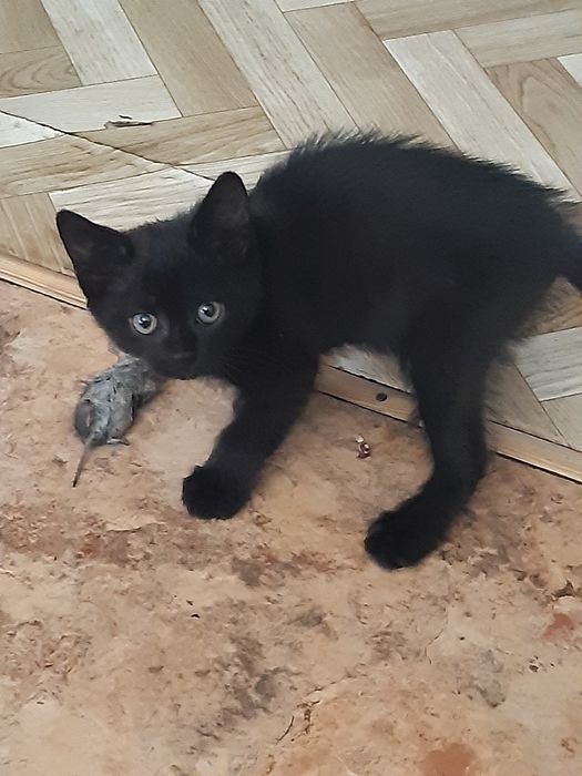 Котята мальчики второй месяц