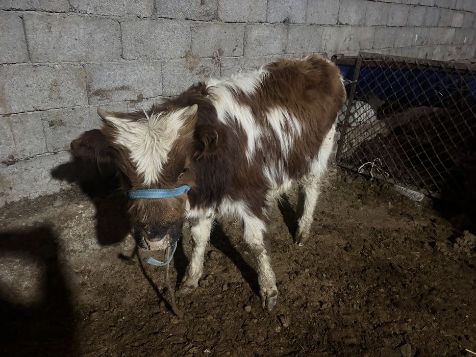 Еркек баспактар 7