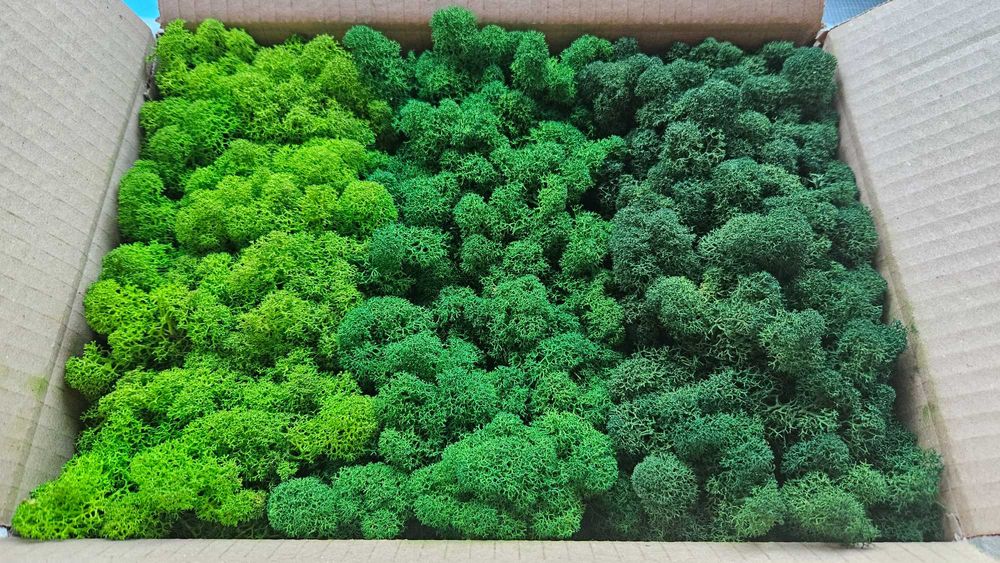 Скандинавски мъх 6 лв. за 100 г.