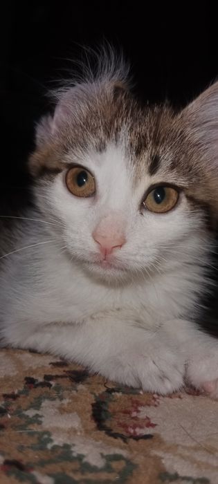 Мия ждёт свою семью