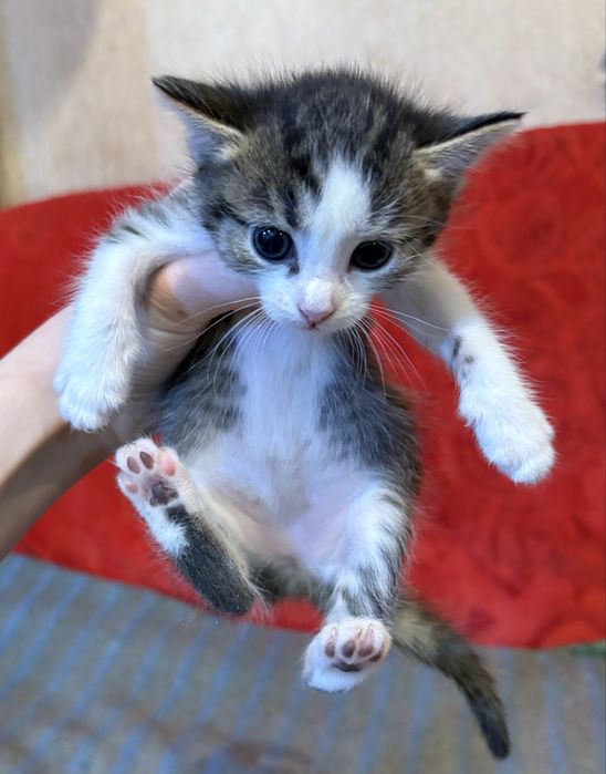 Котята милашки ищут дом