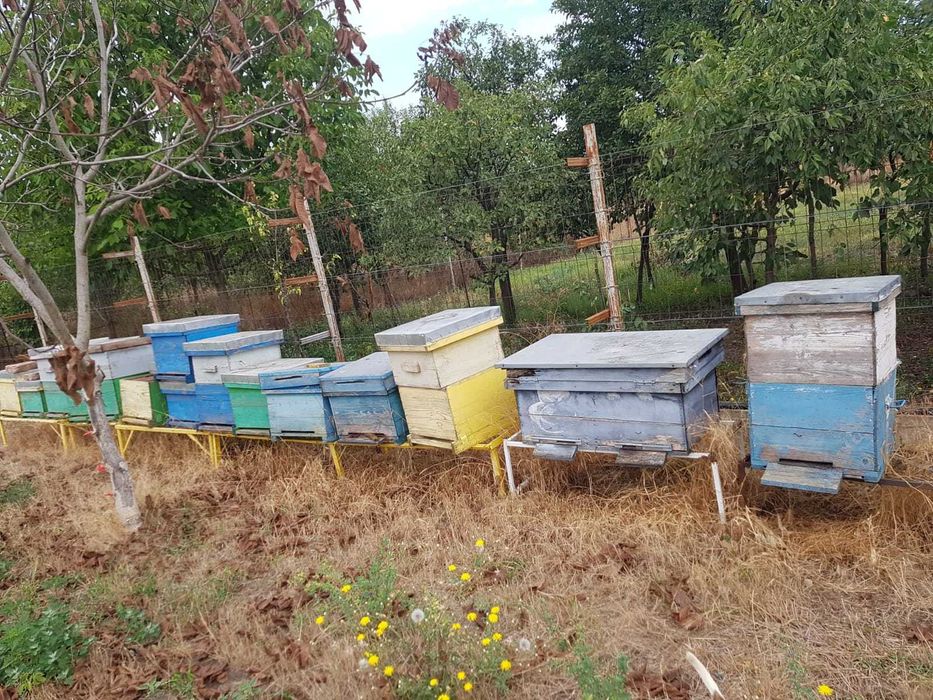 Lichidare stupi albine