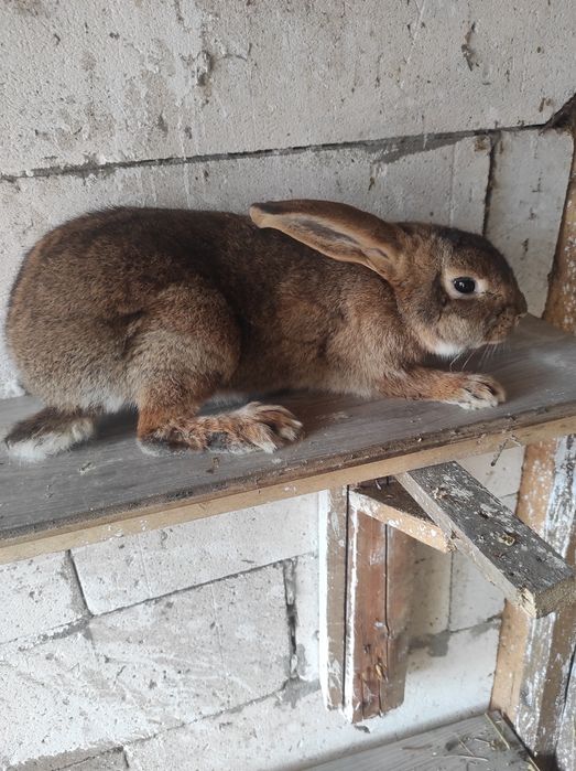 Iepuri pereche de vânzare