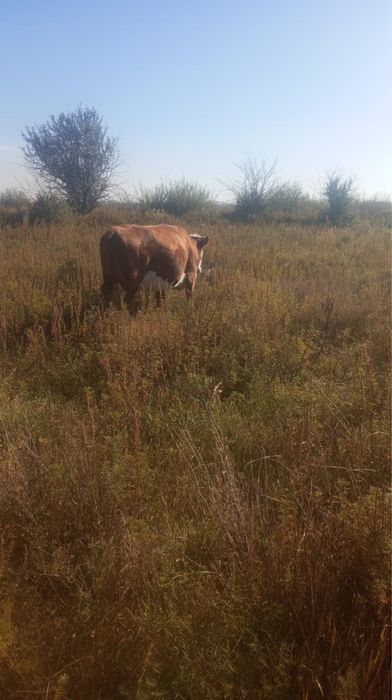 Карова жирная продаю