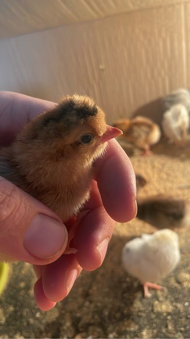 Помесные Цыплята