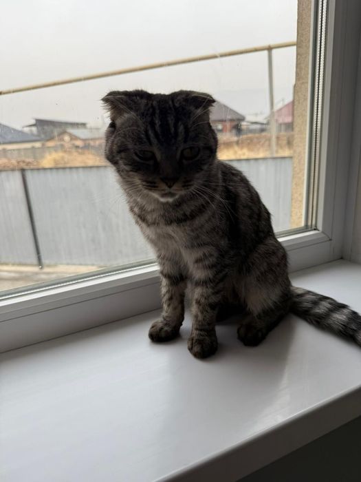 Кошка вислауха ...