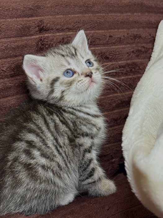 Шотладские котята