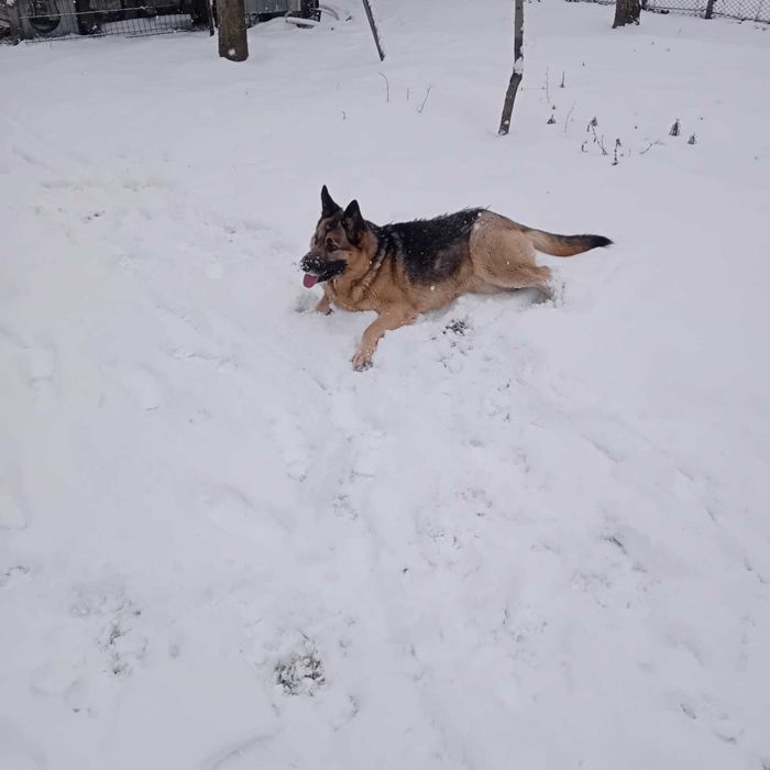 Catea ciobănesc german 4 ani nicio  fatare carnet detalii la telefon