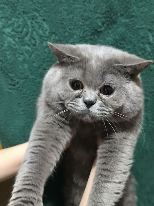 Шотландский скотиш страйт