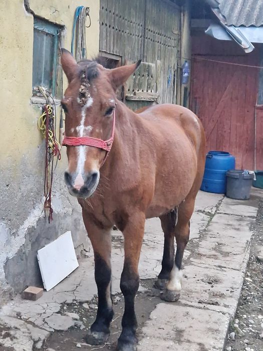 Vând cal comuna Chiochis, sat Țentea