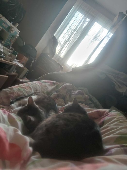 Donez urgent doi pui pisici gratis pentru iubitorii de animale