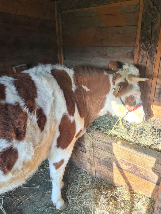 Vacă gestantă de 3 luni