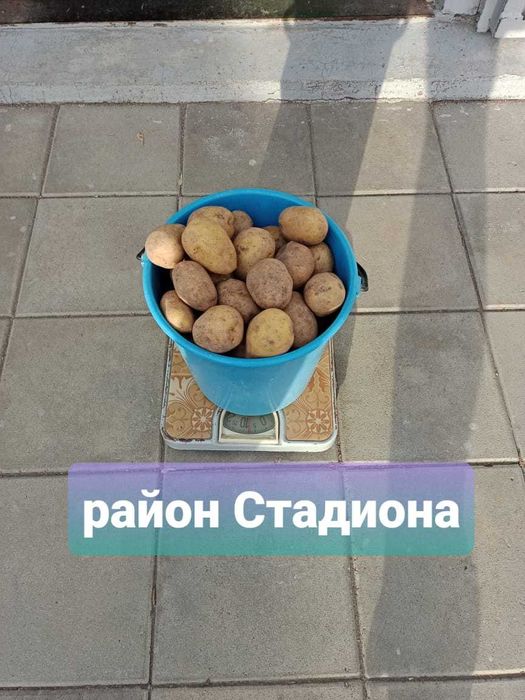 Картофель домашний