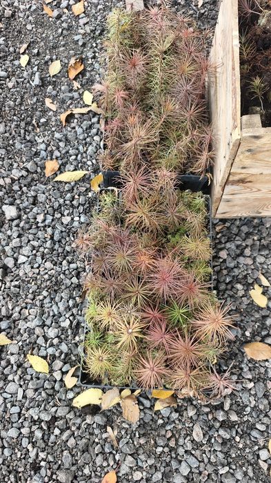 Рассада Сосны не дорого