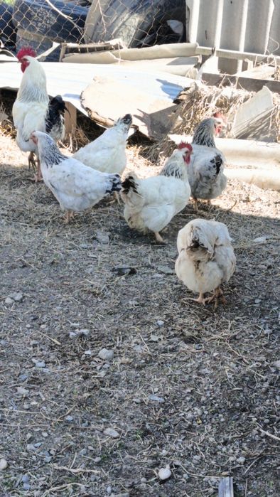 Яйцо Адлер  , несушка жұмыртқалары