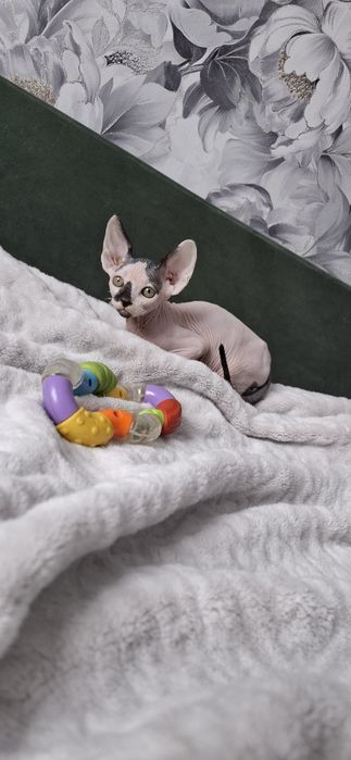 Канадский сфинкс мальчик