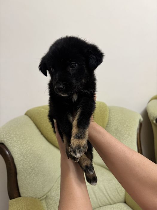 Пристраивается щеночек