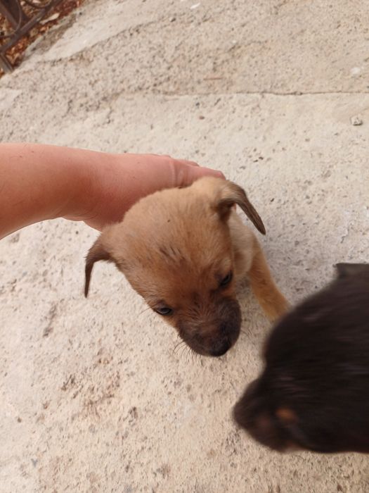 Маленькая красавица пинчер