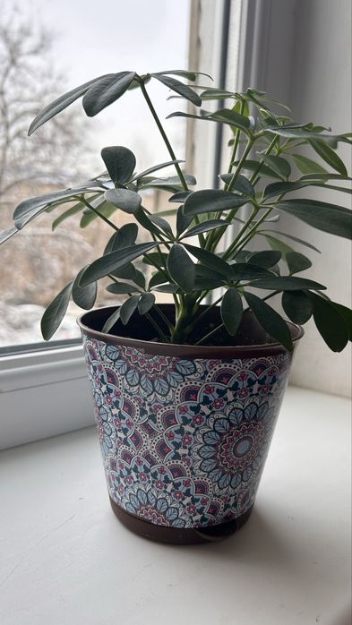 Милая шефлерка однотон