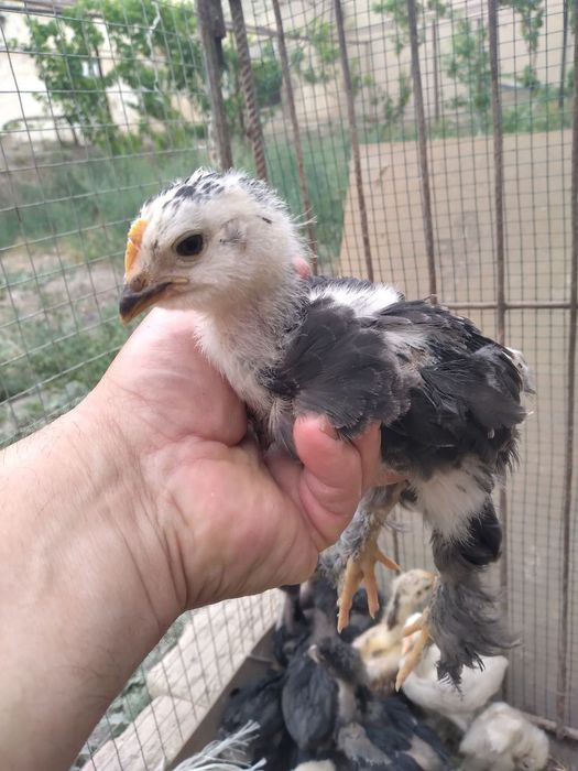 Jo'jalar parpoy arzon narxd