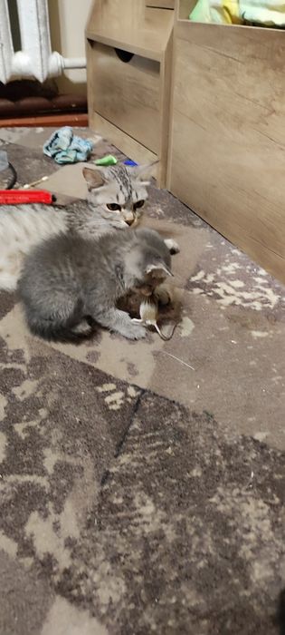 Котята от кошки крысолова.
