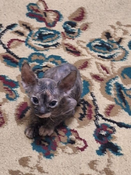Котята сфинкса 1 месяц