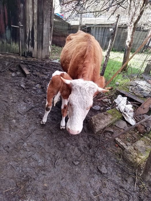 Vaci din rasa bălțata românească de vanzare