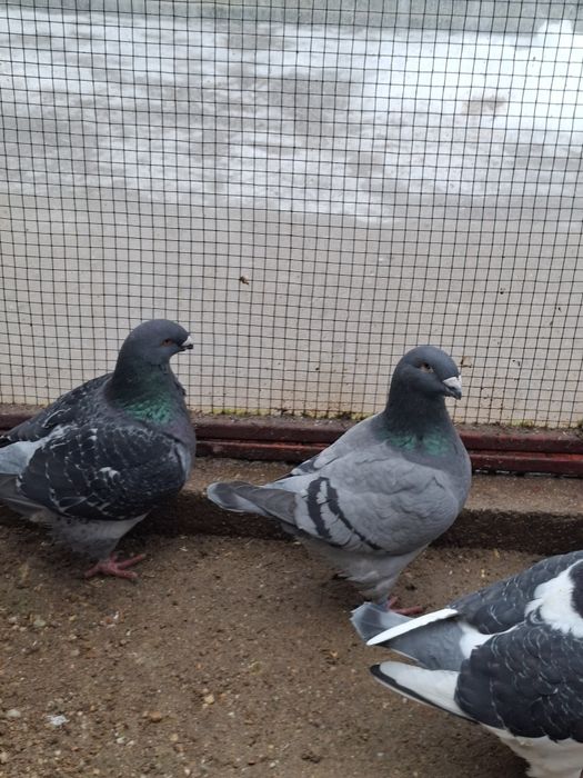 Porumbei Americani de vanzare