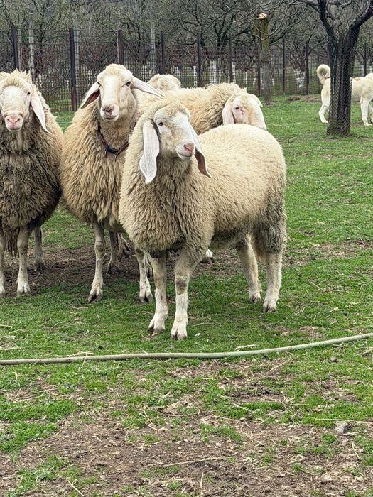 Vindem miei, berbecuti,oi, berbeci bergamasca