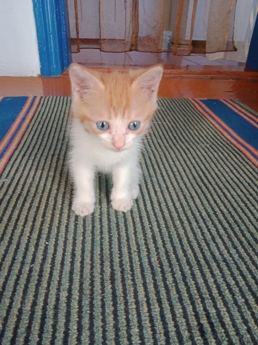 Отдам котика и кошечек 2 мес