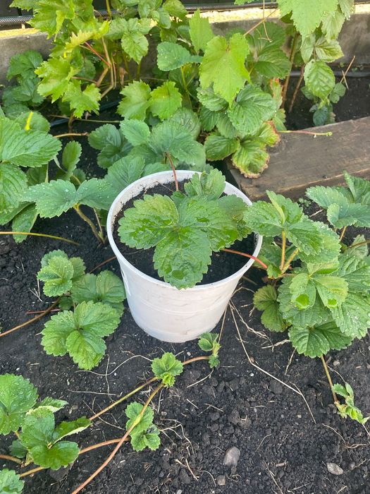 Capșuni timpurii stoloni Salvie Bulbi leurdă Conuri Hamei