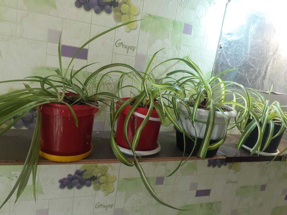 Комнатные растения