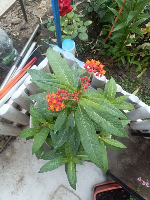 Leandru de Muntenegru