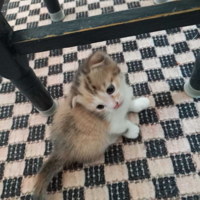 Продам вислоухих британских котят