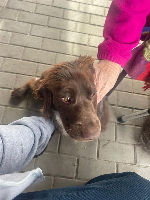 Отдам собаку спаниель